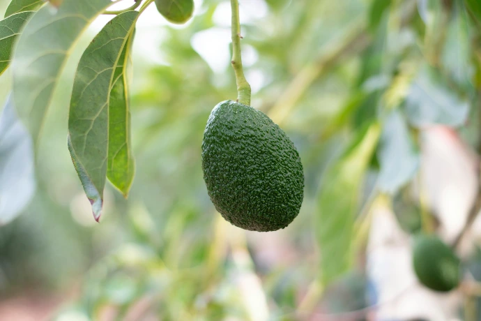 selective focus photography of green fruits